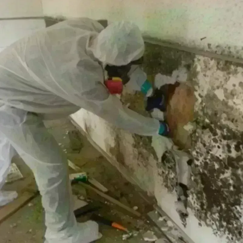 Mold Remediation and Removal in Leland, MS